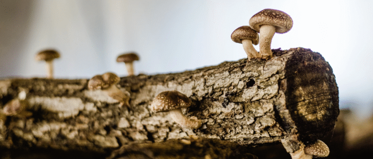 Naše cesta k shiitake